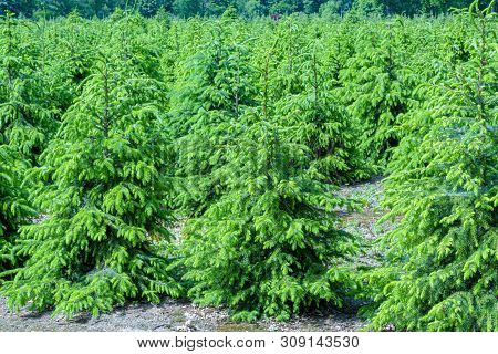Plantation In Europe Of High Quality Christmas Trees