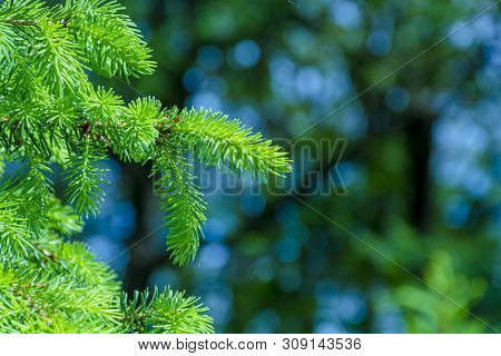 Background With High Quality Christmas Trees, Young Green Nordmann Fir