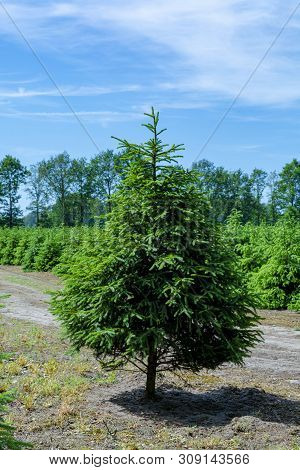 Plantation In Europe Of High Quality Christmas Trees