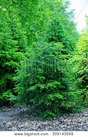 Plantation In Europe Of High Quality Christmas Trees