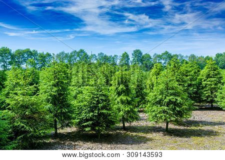 Plantation In Europe Of High Quality Christmas Trees
