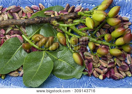 Emerald Green Pistachios Nuts From Town Bronte, Located On Slopes Of Mt. Etna, Sicily, Italy Regiona