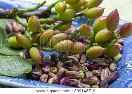 Emerald Green Pistachios Nuts From Town Bronte, Located On Slopes Of Mt. Etna, Sicily, Italy Regiona