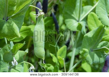 Ripe English Garden Peas Plant, Pea Pod Blauwschokkers, Close Up