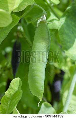Ripe English Garden Peas Plant, Green Pea Pod, Close Up