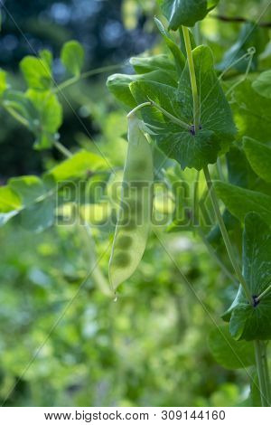 English Garden Peas Plants, Ripe Yellow Pod With Shine Through Peas Close Up