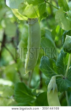 Ripe English Garden Peas Plant, Yellow Pea Pod, Close Up