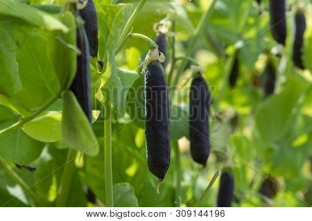 Ripe English Garden Peas Plant, Pea Pod Blauwschokkers, Close Up