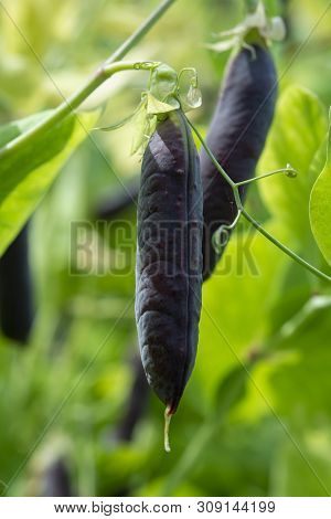 Ripe English Garden Peas Plant, Pea Pod Blauwschokkers, Close Up