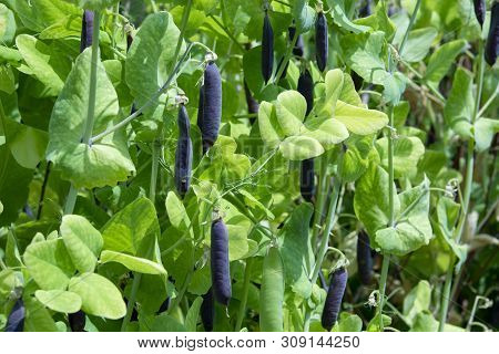 Ripe English Garden Peas Plant, Pea Pod Blauwschokkers, Close Up