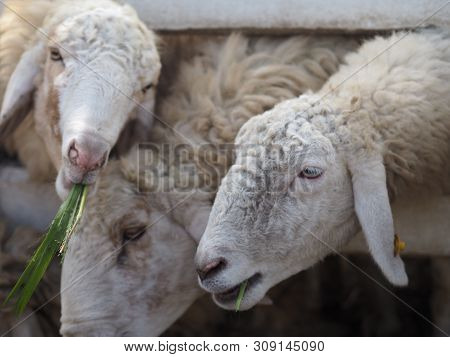 Sheep In Farm Animals Closeup Face Fleece
