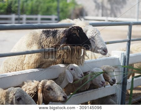 Sheep In Farm Animals Closeup Face Fleece