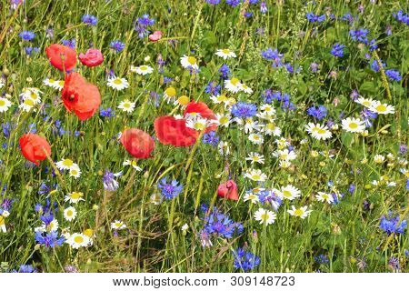 Multi Colored Wildflower Meadow With Poppies, Cornflowers And Chamomile Blosssoms