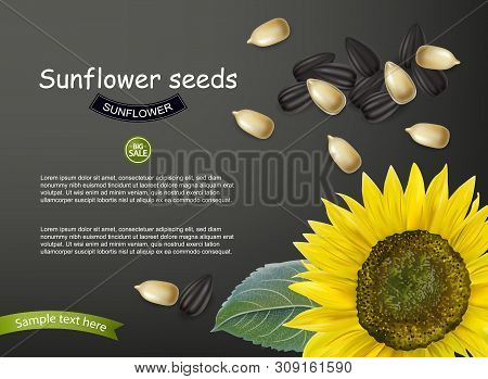 Sunflower Seeds Vector Realistic. Darkl Background. 3d Illustrations
