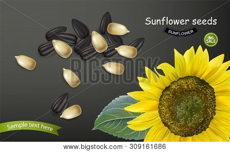Sunflower Seeds Vector Realistic. Darkl Background. 3d Illustrations