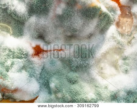 Microbiology. Growth Of Aspergillosis. Aspergillus Flavus On Jam Surface, Macro, Top View