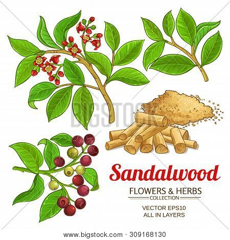Sandalwood Branches Vector Set On White Background
