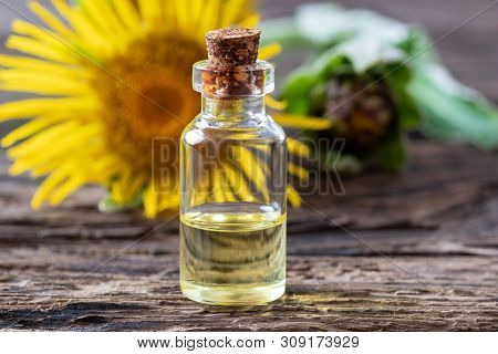 A Bottle Of Essential Oil With Fresh Elecampane, Or Inula Helenium Flowers On A Table