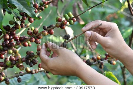 กาแฟทรี ด้วยครบสุกบนฟาร์ม เกาะบาหลี
