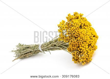 Helichrysum Flowers Isolated On A White Background
