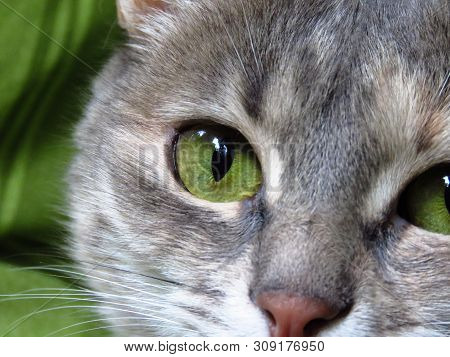 Closeup Of Beautiful Domestic Cat With Green Eyes.
