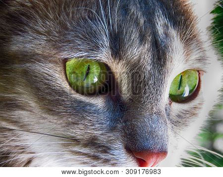 Closeup Of Beautiful Domestic Cat With Green Eyes.