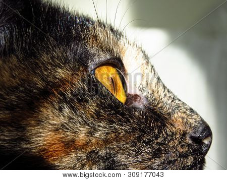 Closeup Of Beautiful Tortoiseshell Cat With Yellow Eyes.
