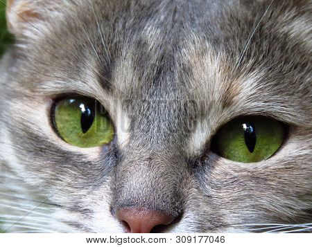 Closeup Of Beautiful Sleepy Cat With Green Eyes.