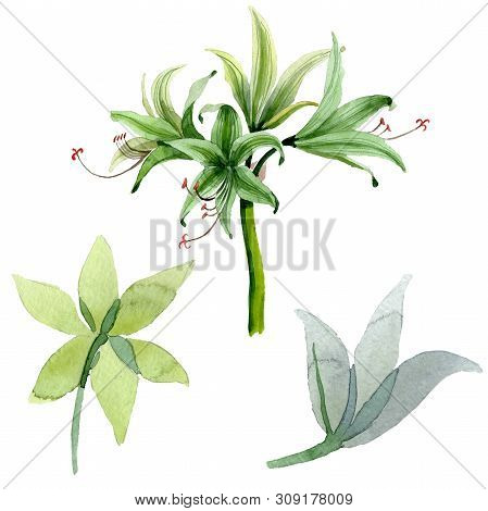 Amaryllis Floral Botanical Flowers. Watercolor Background Illustration Set. Isolated Amarillys Illus
