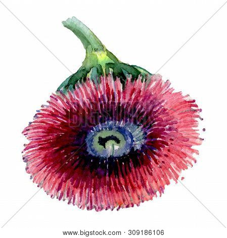 Eucaliptus Floral Botanical Flower. Watercolor Background Illustration Set. Isolated Eucaliptus Illu