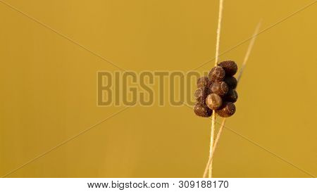 Eggs Of The Pest On A Spike Of Wheat, Macro, Close-up