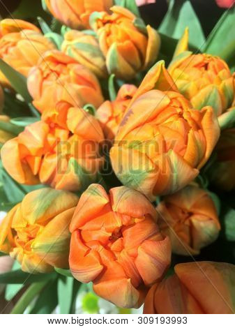 Bouquet Ofspring Flowers. Orange Tulips. Spring Flowers.