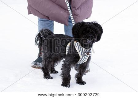 Black Russian Colored Lap Dog Phenotype With Its Owner At Wintertime.