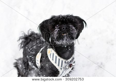 Portrait Of Black Russian Colored Lap Dog Phenotype With Snowflakes On Its Face On A Background Of S