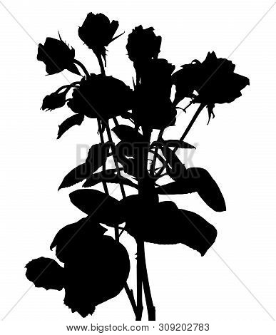 Beautiful Silane White And Black Roses. Isolated On White Background.  Illustration
