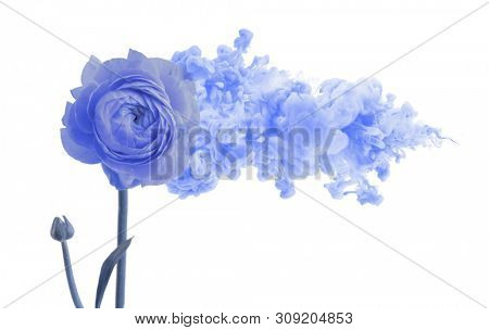 Blue anemone flower with smoke cloud. Creative Color Contcept. Isolated on white background.