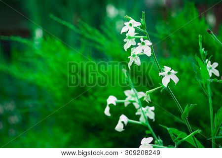 White Flowers On Green Blur Background Springr Time