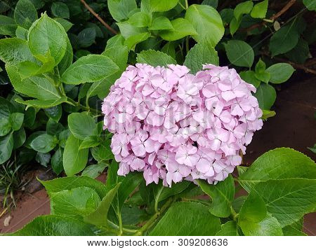 Hydrangea Suguk Festival In Taejongsa Buddhist Temple, Taejongdae, Busan, South Korea, Asia