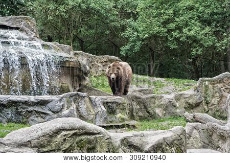One Of The Largest Land Predators. Wild Bear Species. Brown Bear On Natural Landscape. Bear Or Ursus