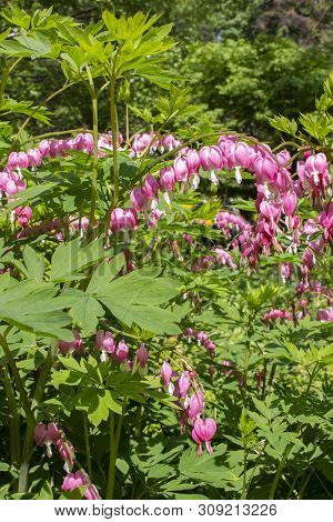 Bloom Pink White Flowers Bleeding Heart Known As Dicentra Spectabilis. Flowers Like Broken Heart, Ro