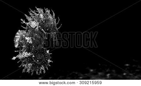 Underwater Shot Of Mediterranean Seahorse - Hippocampus Guttulatus