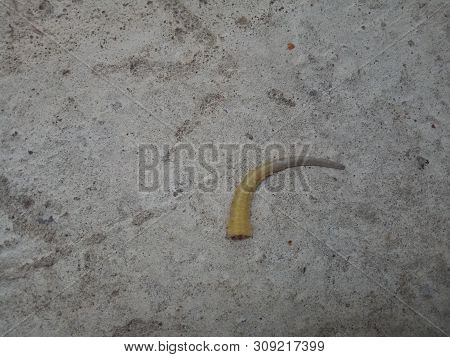 Lizard Tail Loss For Save Himself. Autotomy