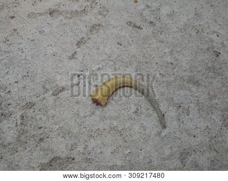 Lizard Tail Loss For Save Himself. Autotomy