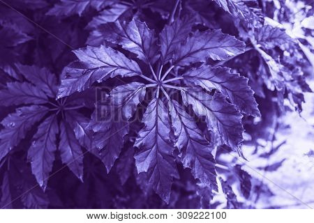 Closeup Macro Of Fern Palm Ultra Violet Purple Bush Leaves And Branches Toned With Trendy Filters. A