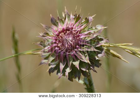 Musk Thistle Or Carduus Nutans Flower On Field Of Wild Grass And Wheat