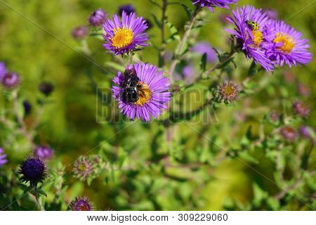 A Black Two-spotted Longhorn Bee (melissodes Bimaculata) Gathers Nectar From The Inflorescence Of A 
