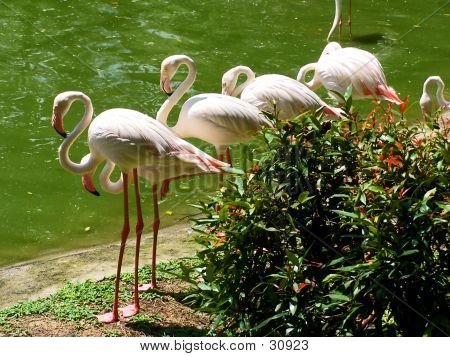 Flamingi