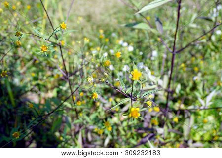 Devils Beggarticks (bidens Frondosa) Bloom In Joliet, Illinois During September.