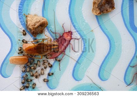 Cockroach And Egg Sack With Lots Of Baby Cockroaches Stuck On A Catcher