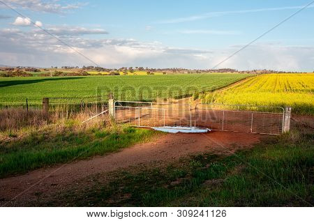 Farmlands Growing Crops Of Wheat And Canola In Rural Central West Locality Of Cowra